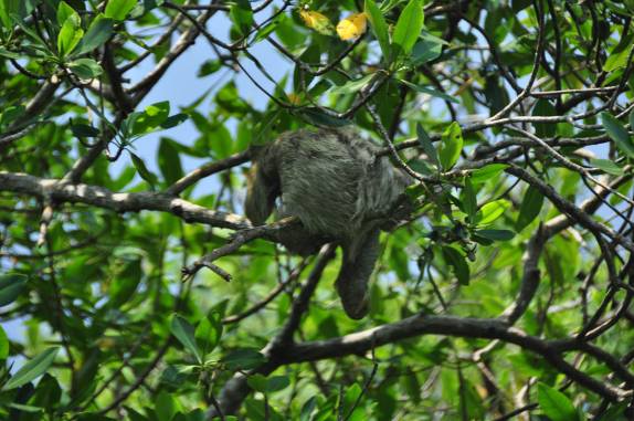Uma preguiça em área de mangue em Bocas del Toro, no norte do Panamá